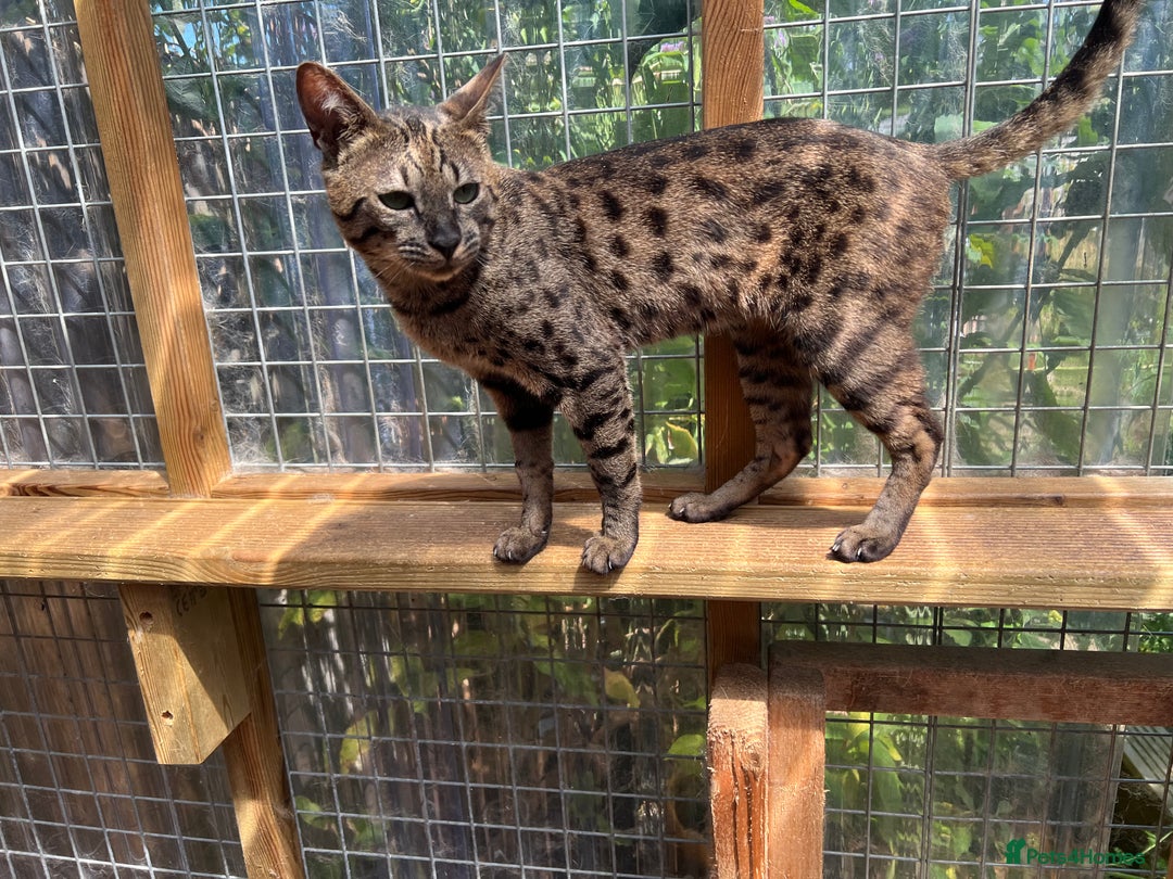 Mixed Breed cats for sale: Stunning Savannah x British shorthair kittens  - Image 10