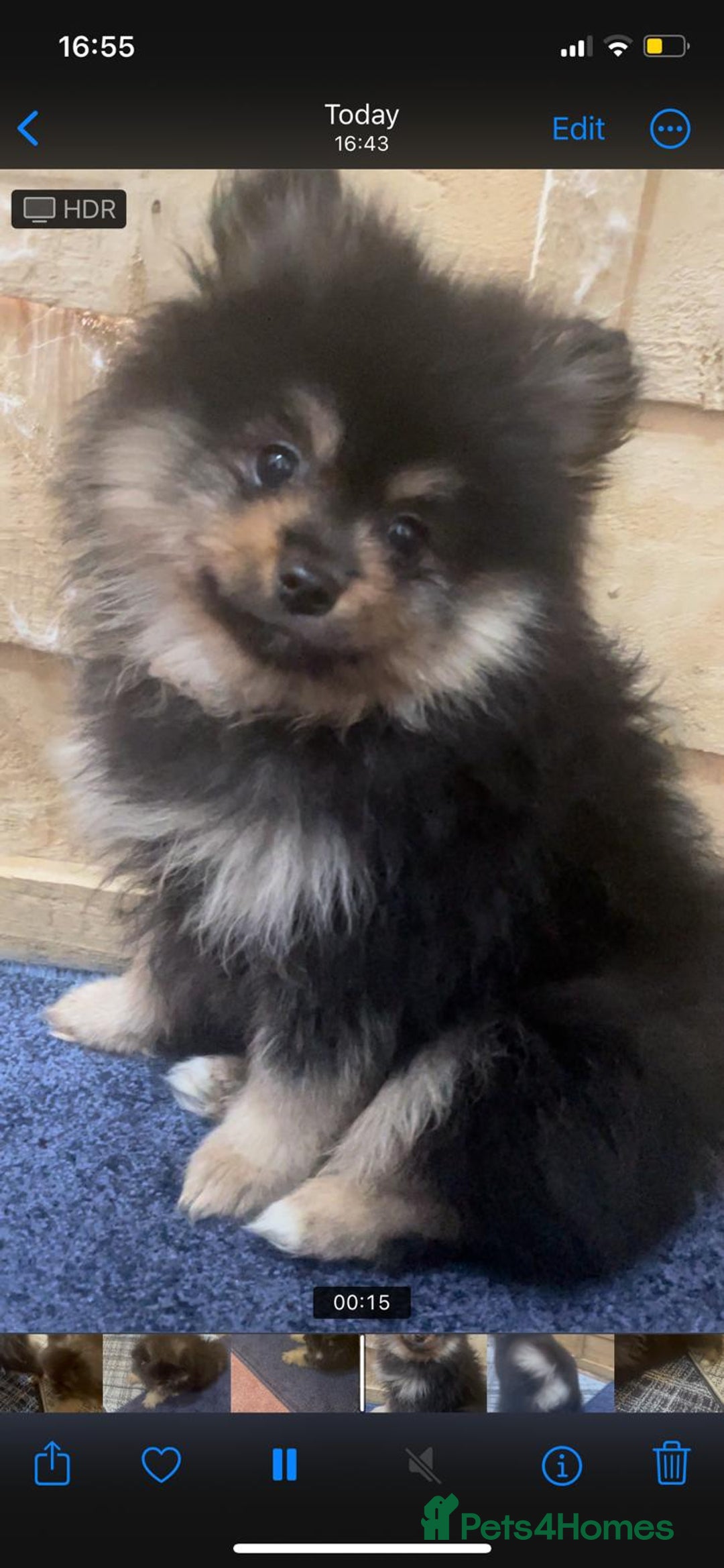 Pomeranian dogs for sale: High quality Pomeranian puppies  - Image 12