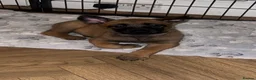 Belgian Shepherd Dog dogs for sale: 🐾Ready to leave🐾 Belgian Malinois Puppies  - Advert 8