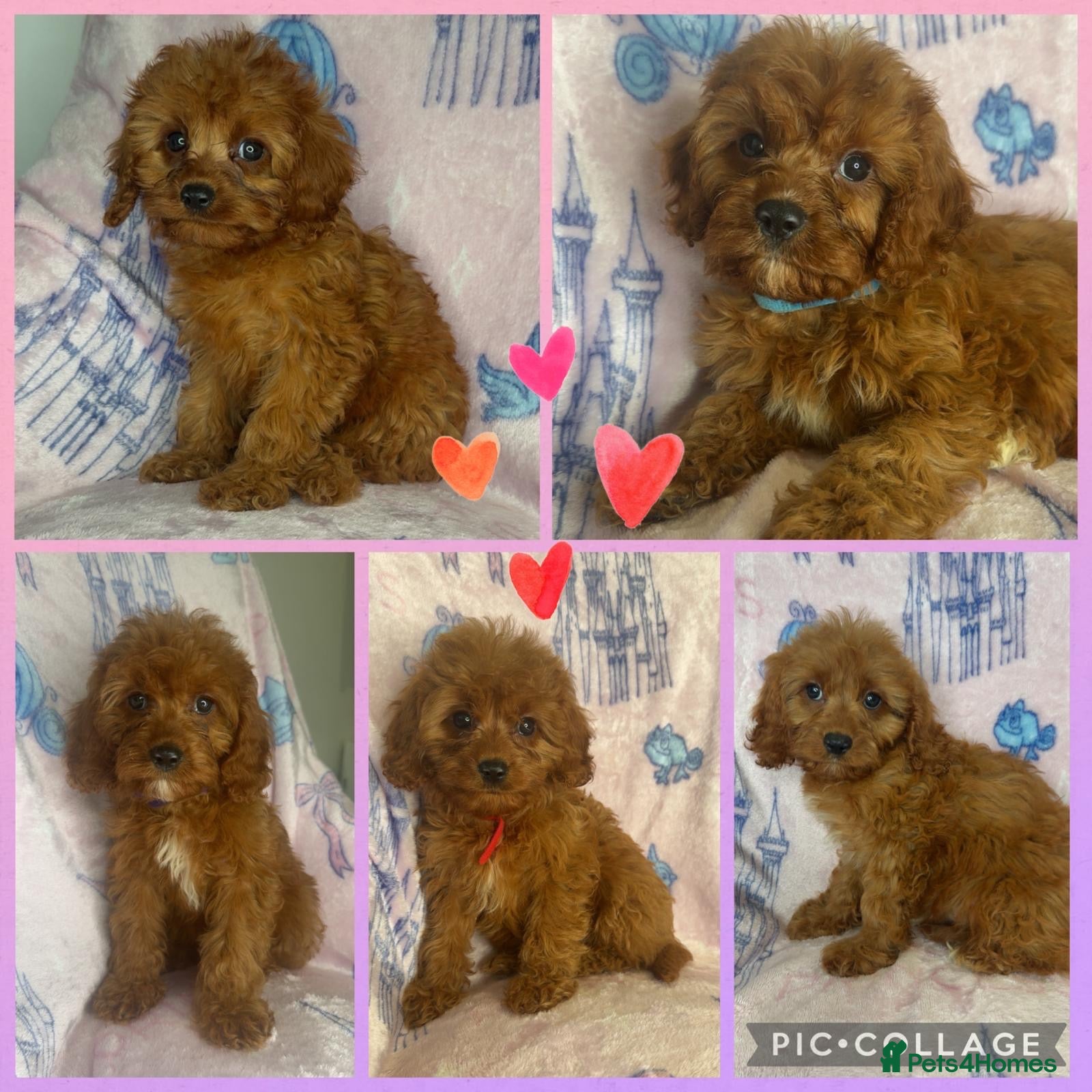 Cavapoo dogs Health clear Toy Cavapoos ready now - Advert 1