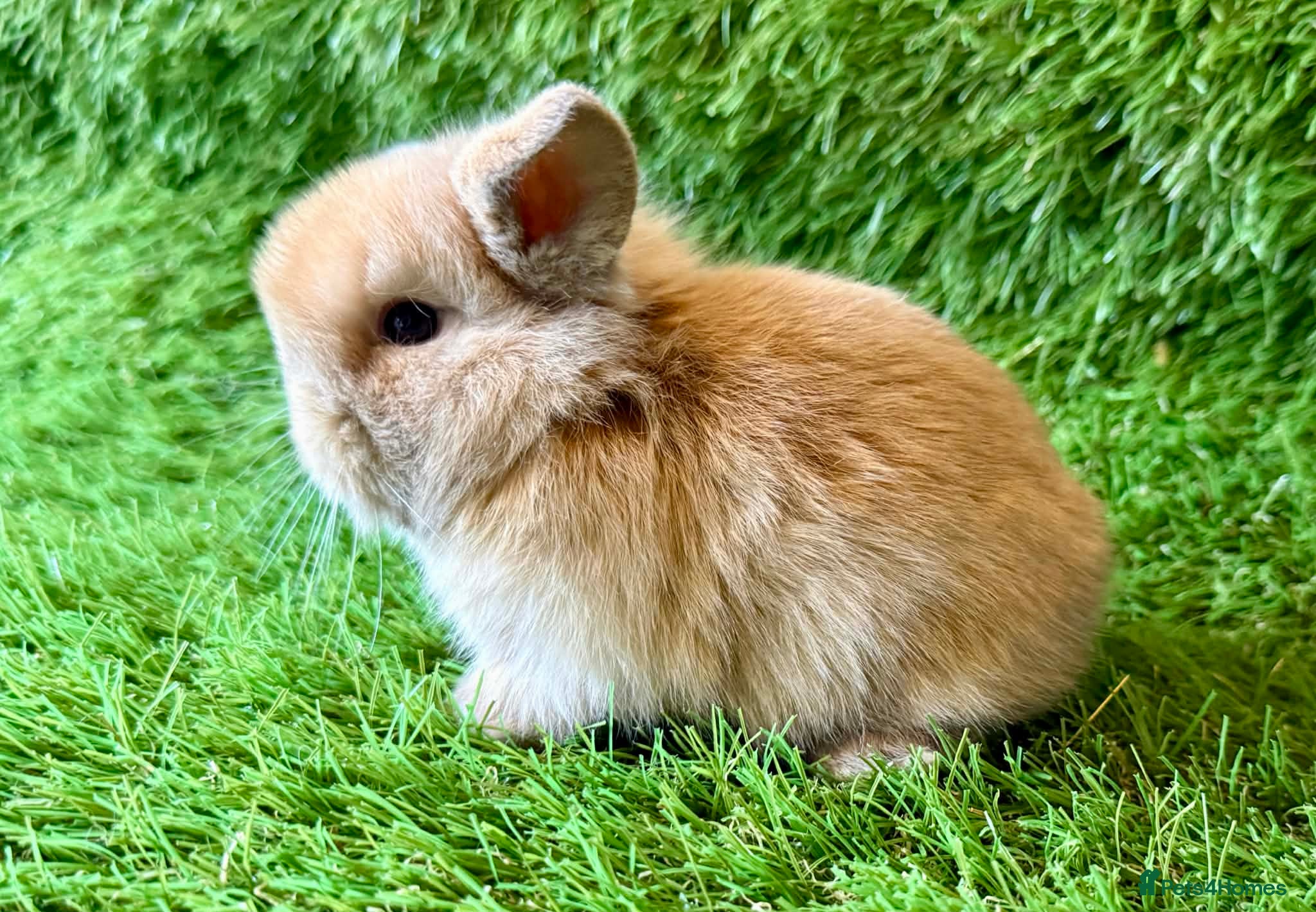 Mini Lop rabbits Stunning Mini Lops - Advert 1
