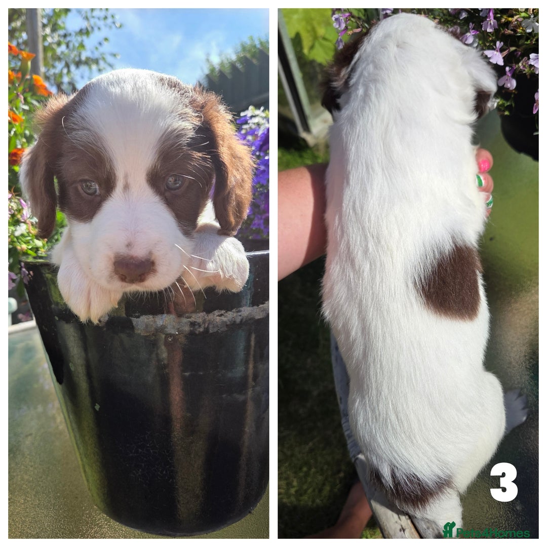 Sprollie dogs for sale: Sprollie puppies - Image 6