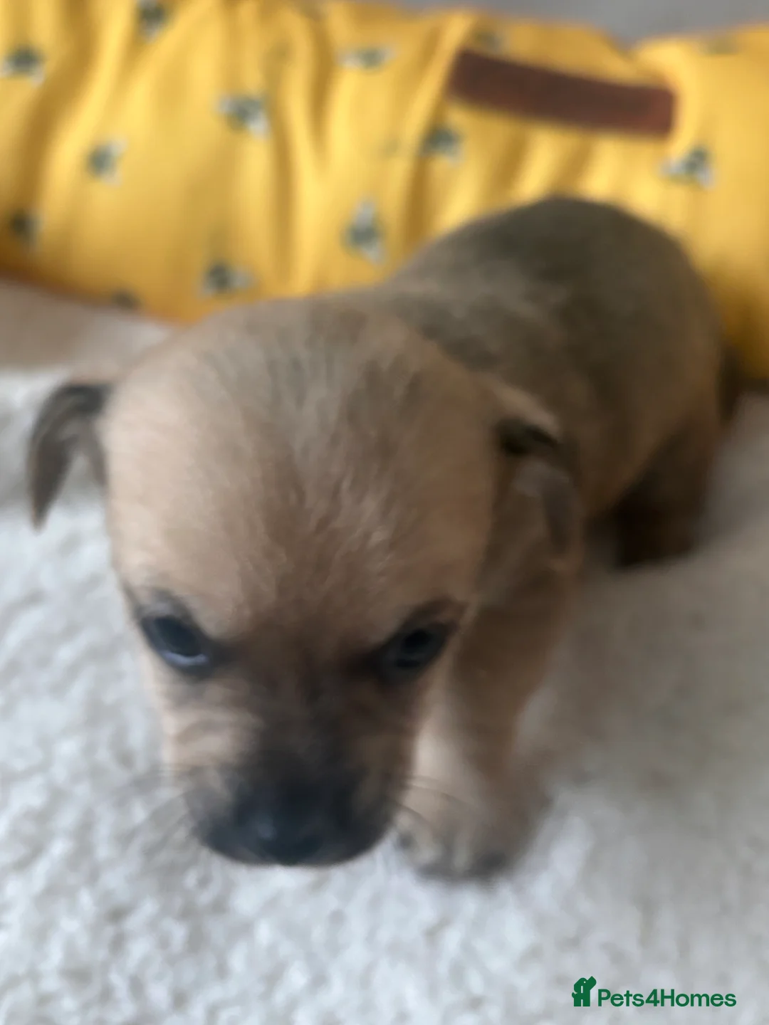 Mixed Breed dogs for sale: 5 beautiful Jackchi boys  - Advert 22
