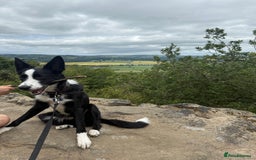 Border Collie dogs for sale: BORDER COLLIE / 7 months old  - Image 5