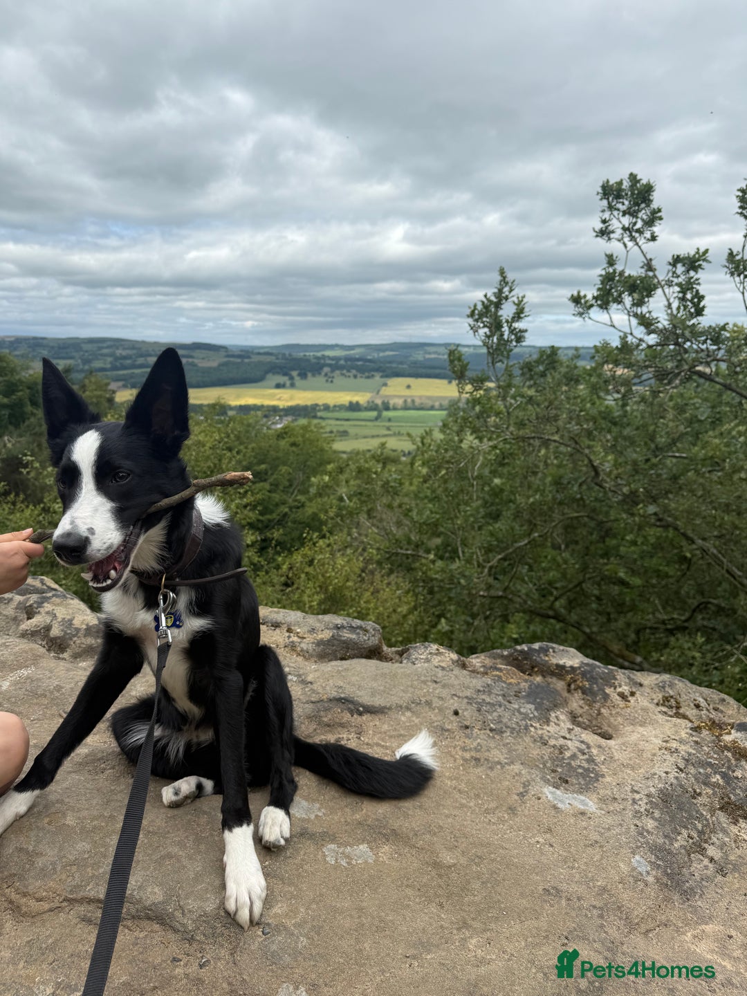 Border Collie dogs for sale: BORDER COLLIE / 7 months old  - Image 5