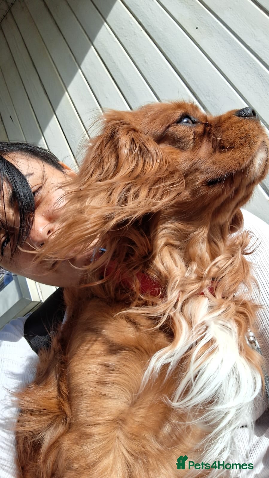 Cavalier King Charles Spaniel dogs Ruby Cavalier King Charles Spaniel for stud! in London - Advert 5