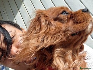 Cavalier King Charles Spaniel dogs in London - Advert 9