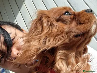 Cavalier King Charles Spaniel dogs Ruby Cavalier King Charles Spaniel for stud! in London - Advert 4