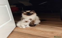 Ragdoll cats for sale: Adorable Ragdoll Kitten ready now - Image 12
