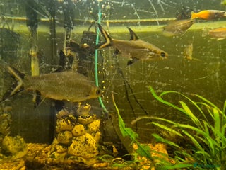 Sharks fish - Advert 5