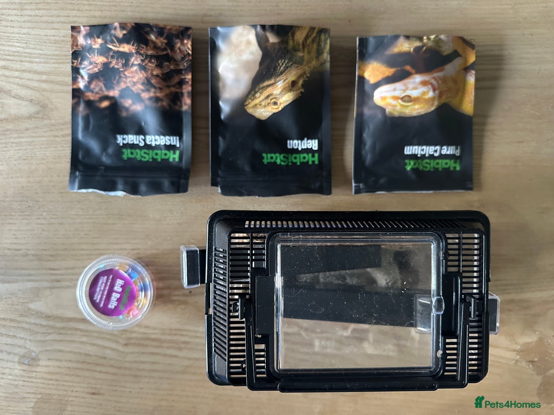 Leopard Gecko reptiles for sale: Rex - Blizzard Leopard Gecko - 1 Year Old - Advert 6