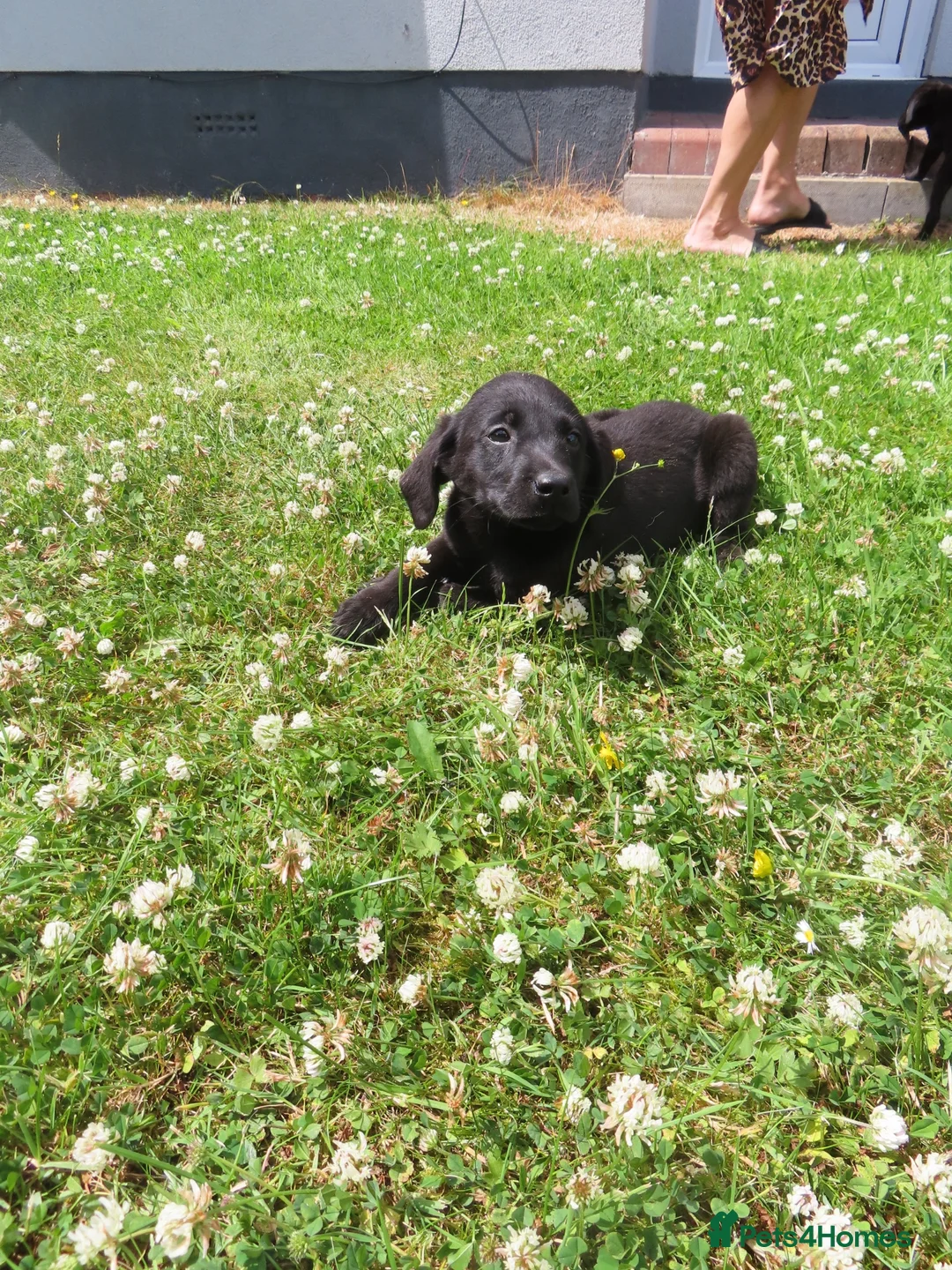 Labrador Retriever dogs for sale: 7 beautiful 5⭐️kc reg labour puppies  in Doncaster - Advert 15