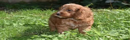 Cockapoo dogs for sale: Fully Injected Ready Now F1 Toy Cockapoo - Advert 5