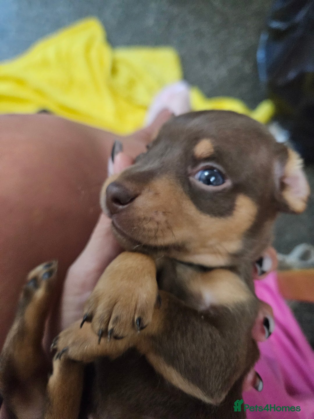 Mixed Breed dogs for sale: Pug x miniature dachshund *Only one left* - Image 13