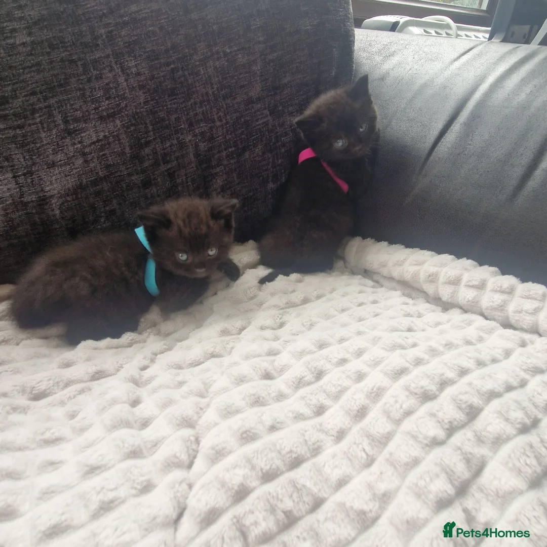 British Shorthair cats for sale: Lovely kittens - Advert 2