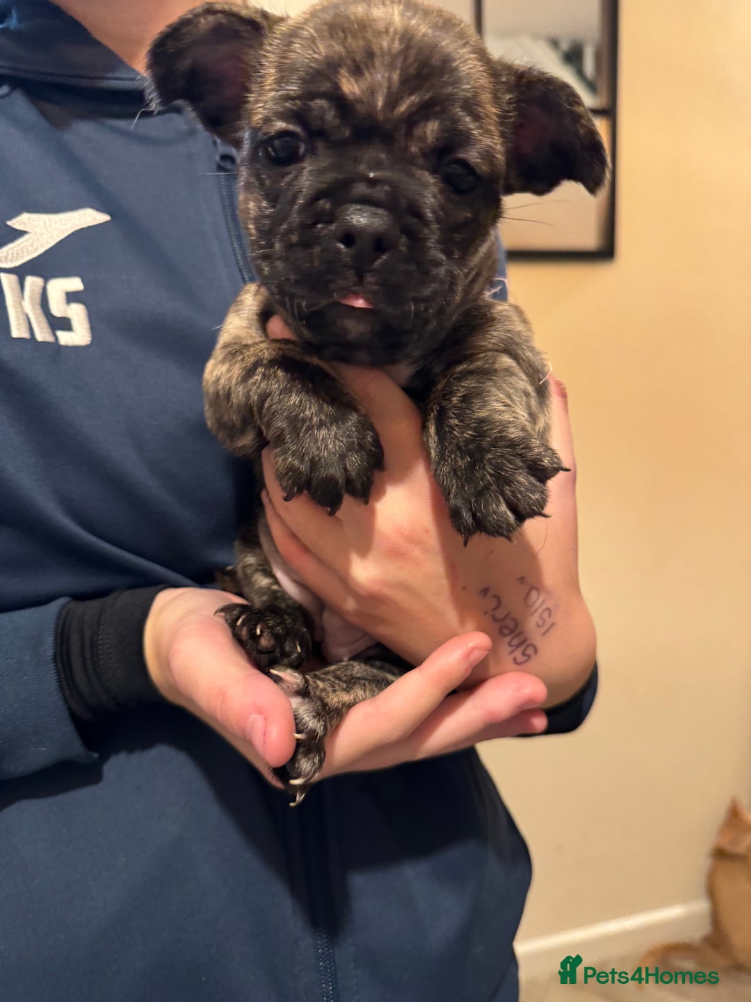 Mixed Breed dogs for sale: 1 remaining girl puppy for sale - Advert 3