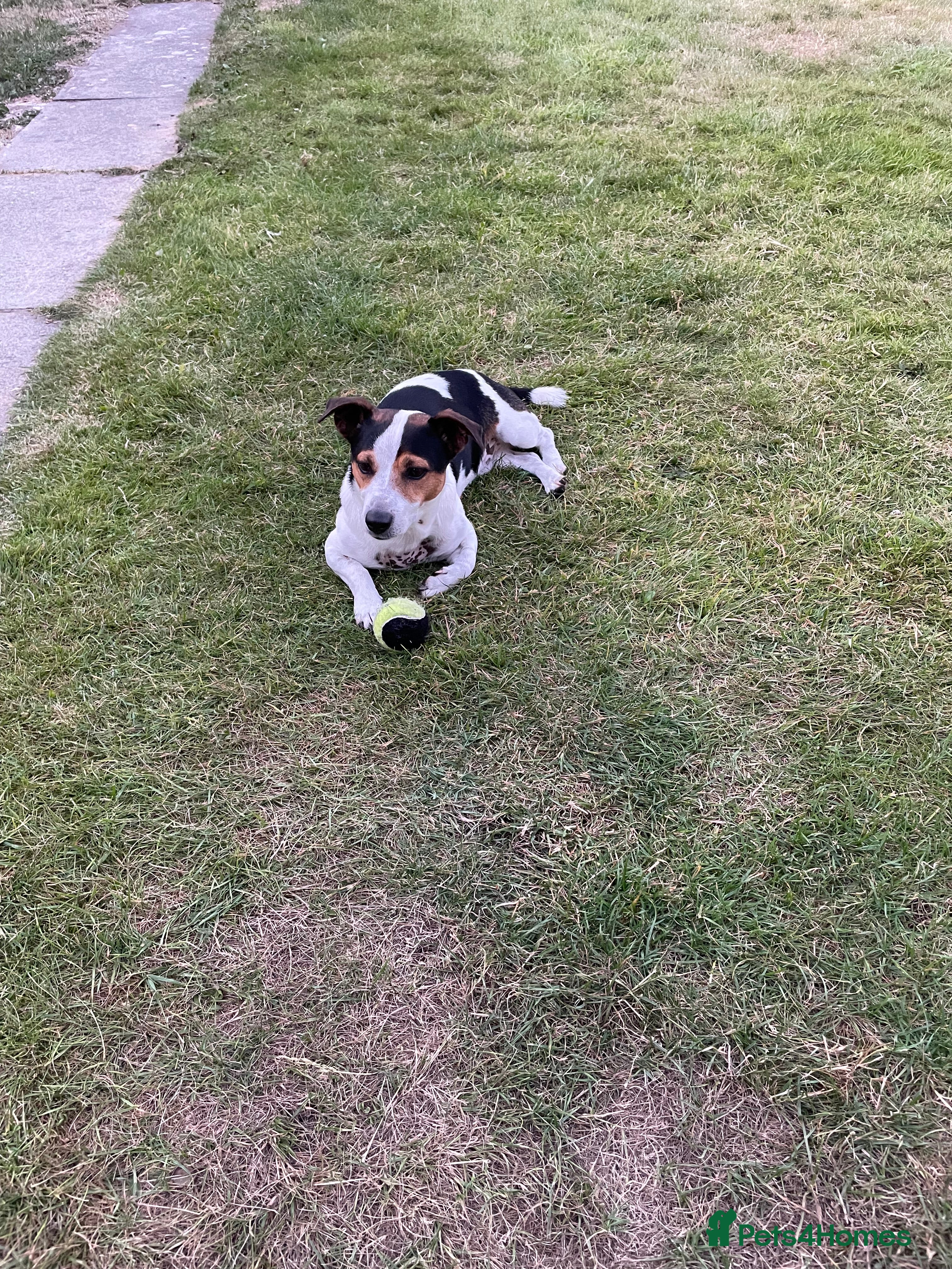 Jack Russell dogs Jack Russell for stud - Advert 1