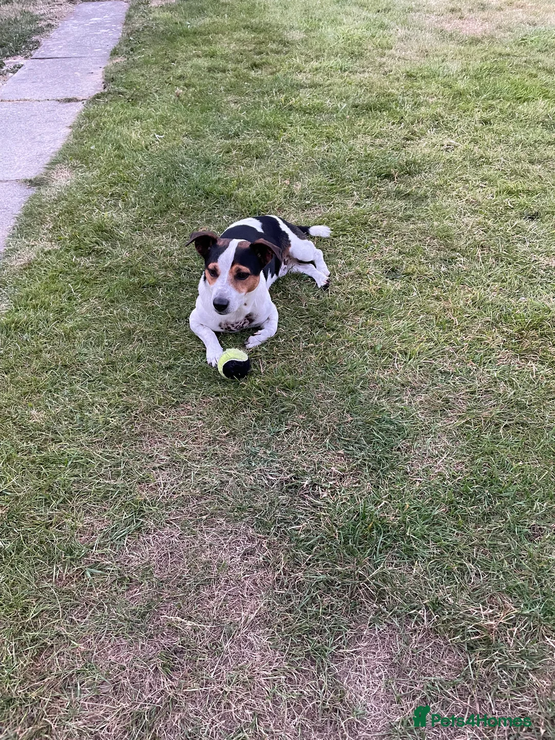 Jack Russell dogs for stud: Jack Russell for stud - Advert 1