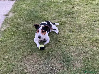 Jack Russell dogs Jack Russell for stud - Advert 1