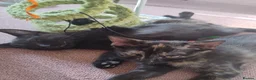 Mixed Breed cats for sale: Last little black male kitten with tabby markings  - Advert 6