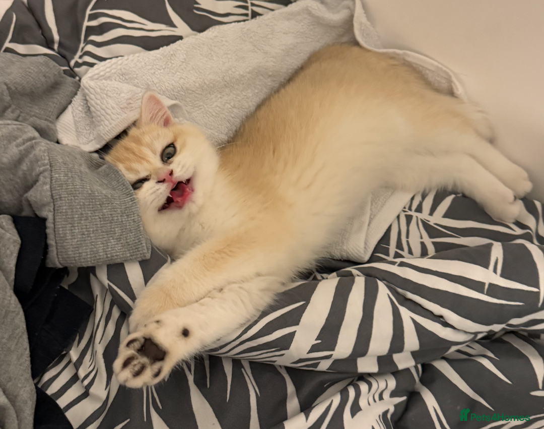 British Shorthair cats for sale: pedigree Golden British Shorthair girl - Image 6