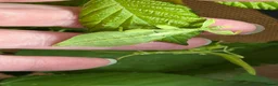 Stick Insects invertebrates for sale: Leaf Insect, (Phyllium letiranti "Tataba)  in Ashford - Advert 4