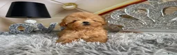 Maltipoo dogs for sale: Maltipoo Boy – Free to a Special Loving Home - Advert 9