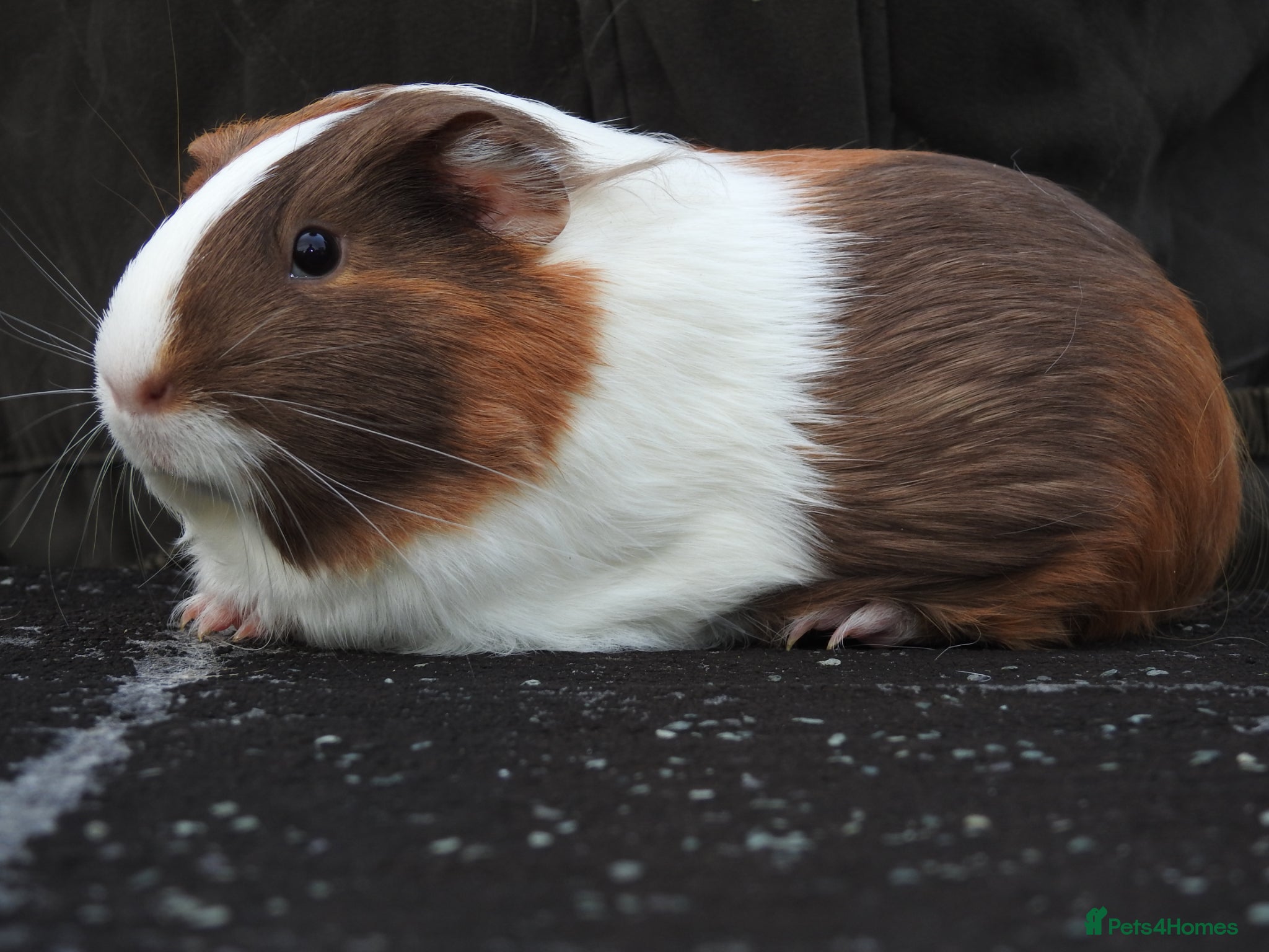 Guinea Pig rodents Pretty Female Guinea pigs for sale - Advert 1