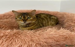 Bengal cats for sale: Bengal kitten (Tica Registered) - Image 7
