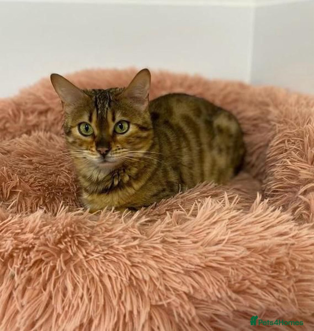 Bengal cats for sale: Bengal kitten (Tica Registered) - Image 7
