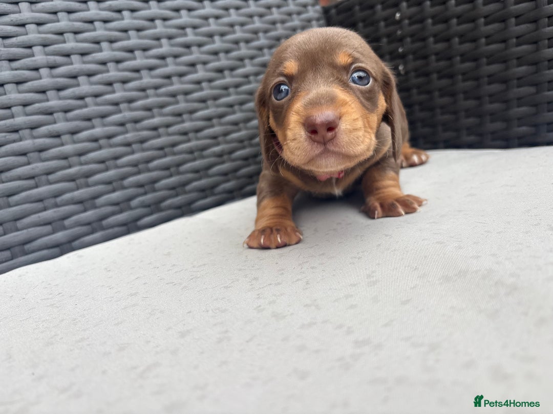 Miniature Dachshund dogs for sale: 🐾 Miniature Dachshunds – 3 Chocolate&Tan Girls🐾 - Image 6