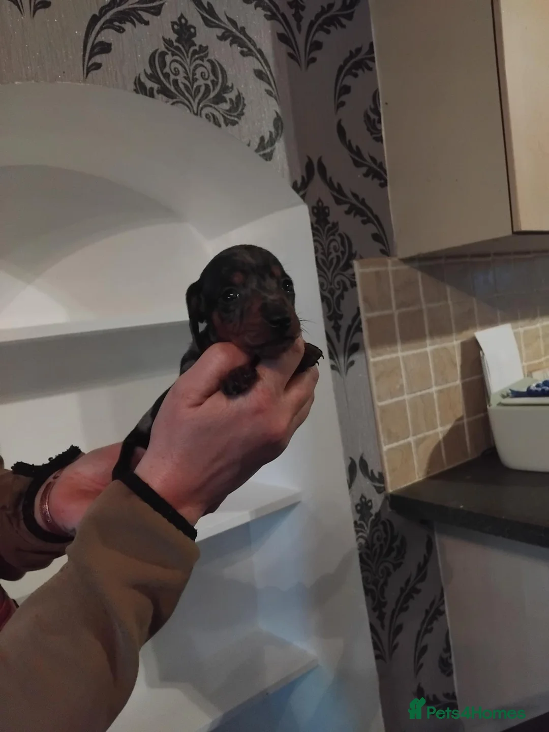 Miniature Dachshund dogs for sale: Kc reg miniature dashchund puppies  - Advert 2