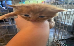 Mixed Breed cats for sale: 3 kittens - Image 9