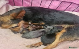Chorkie dogs for sale: 3 quarter chihuahua 1 quarter yorkie - Image 1