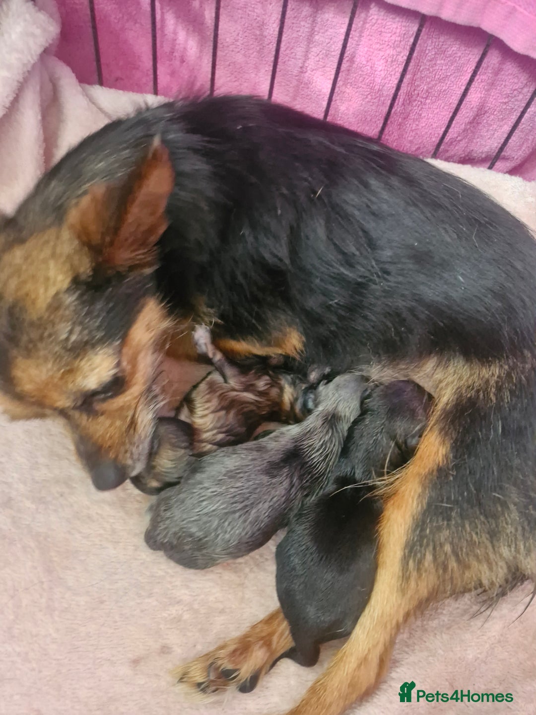 Chorkie dogs for sale: 3 quarter chihuahua 1 quarter yorkie - Image 1