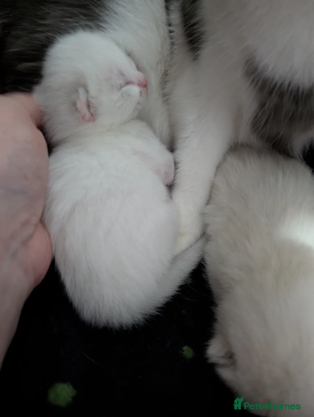 Ragdoll cats for sale: ragdoll cross tuxedo kittens in Alton - Advert 6