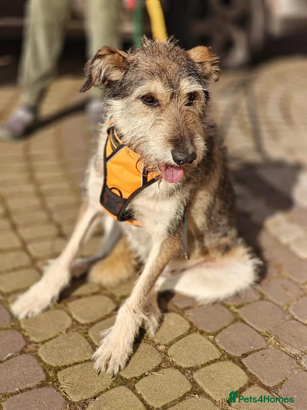 Mixed Breed dogs for adoption: ❤️OXY❤️Large• Scruffy •Gentle • Playful • Loving - Advert 9