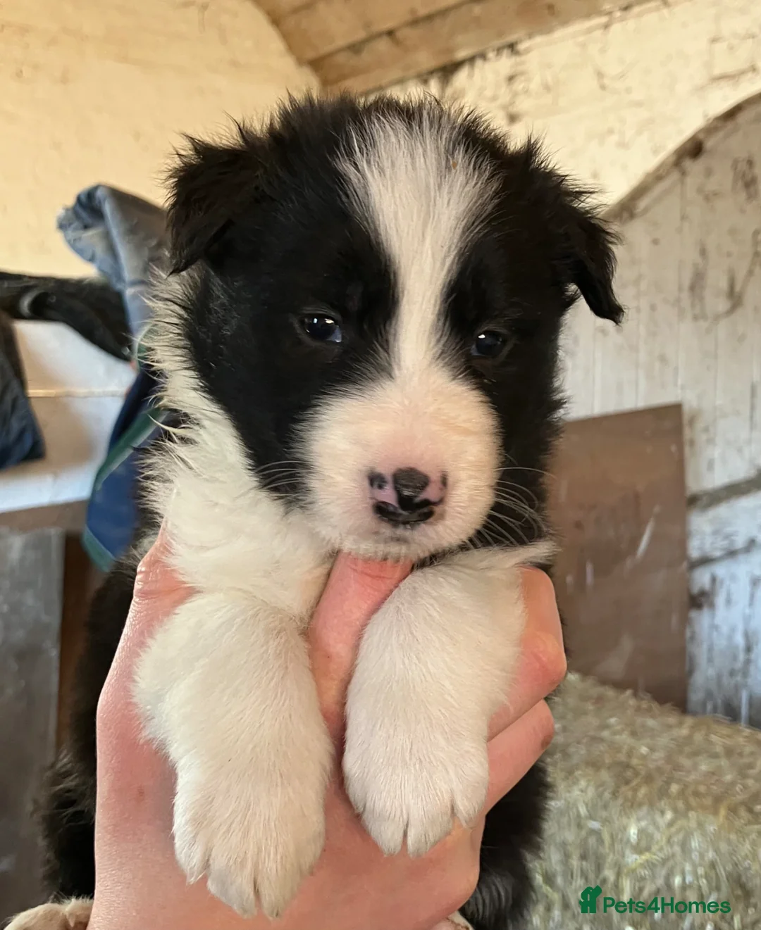 Border Collie dogs for sale: ISDS registered Rough Coat Border Collie Pups  in Nottingham - Advert 1