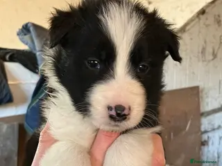 Border Collie dogs ISDS registered Rough Coat Border Collie Pups - Advert 14