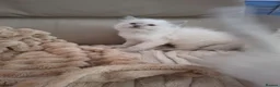 Ragdoll cats for sale: Ragdoll kittens  - Advert 11