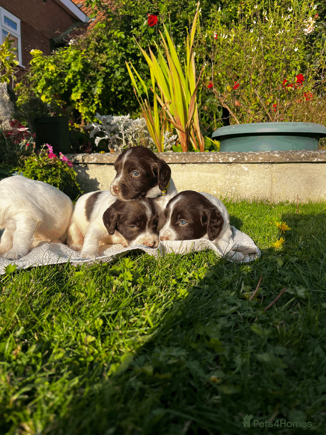 Sprocker dogs for sale: Sprocker Puppies - Image 21