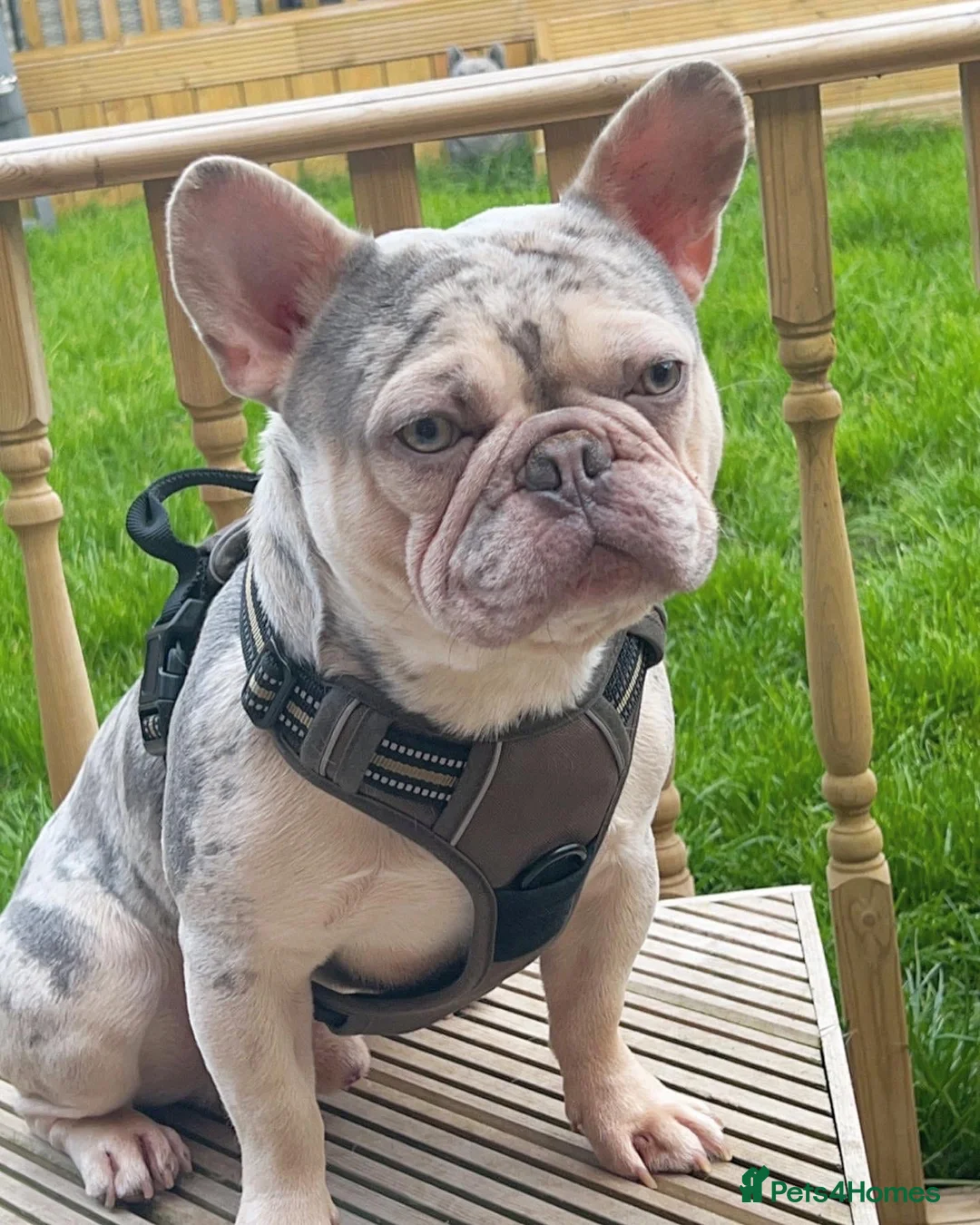 French Bulldog dogs for stud: LILAC AND TAN MERLE FRENCH BULLDOG STUD in Sunderland - Advert 2