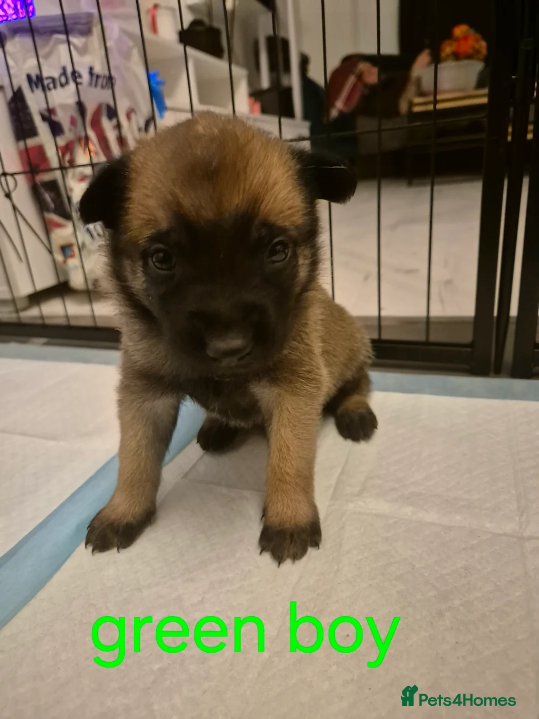 Belgian Shepherd Dog dogs for sale: KC Registered Belgian Malinois - Advert 12