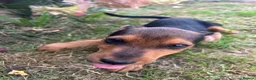 Jack Russell dogs for sale: Jack Russell terrier pups for sale - Advert 12