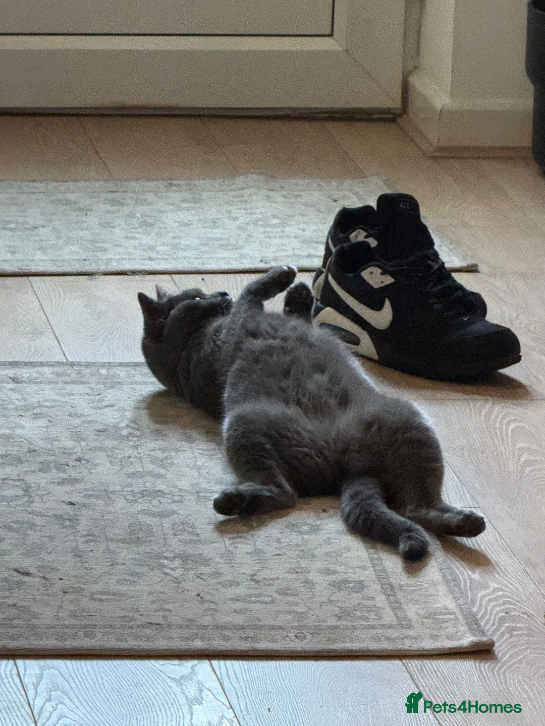 British Shorthair cats for sale: Pearl  in Dewsbury - Advert 2