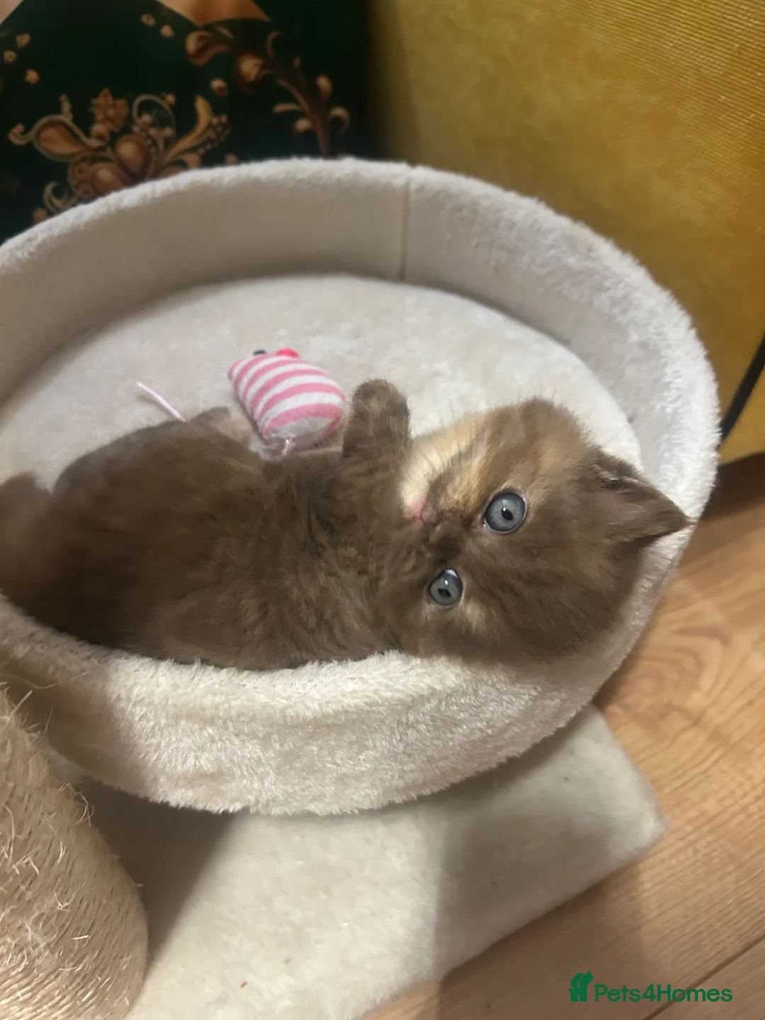 British Shorthair cats for sale: GCCF BRITISH SHORTHAIRS ALL RESERVED - Advert 9