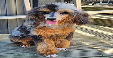 Toy Poodle dogs - Advert 2