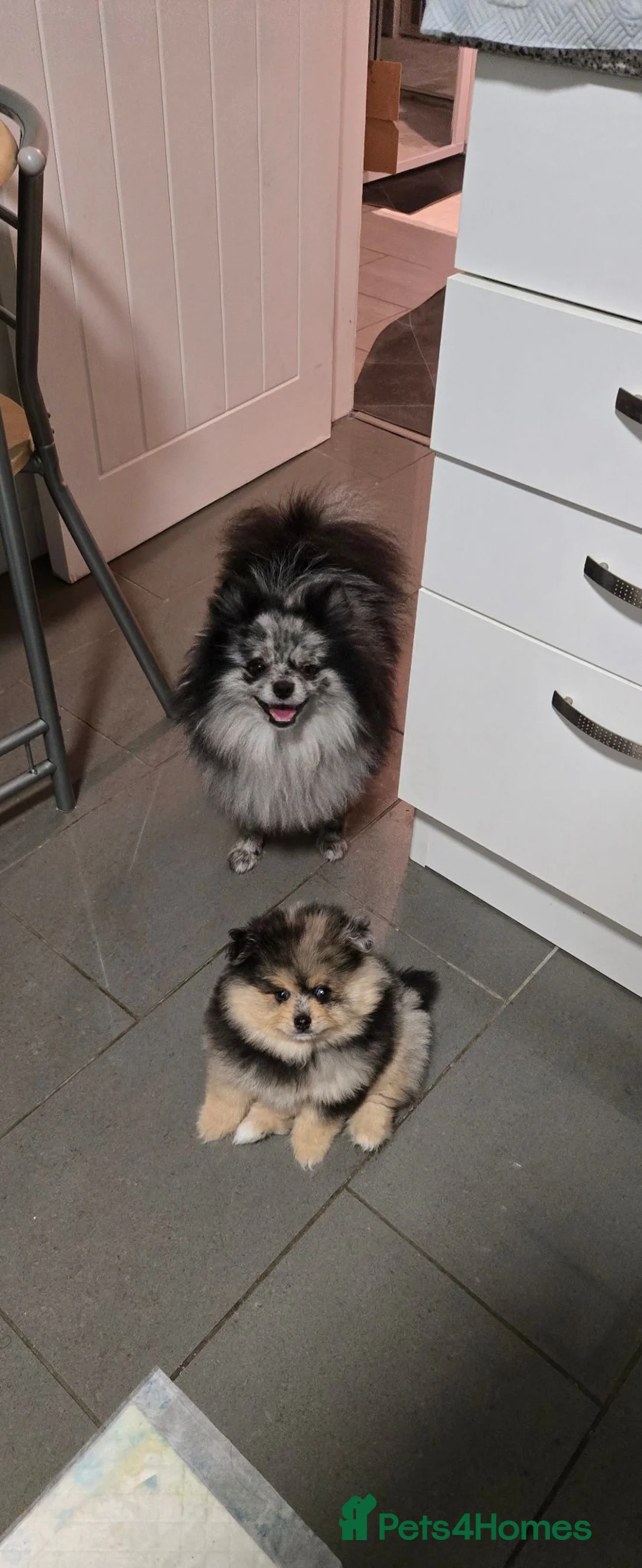 Pomeranian dogs for sale: Pomeranian puppy in Edinburgh - Advert 5