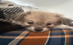 Chiweenie dogs for sale: 6 Beautiful Chiweenie Puppies *Reduced* - Advert 27