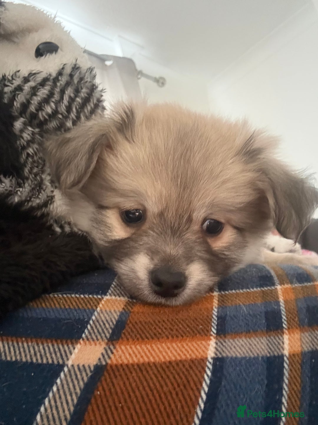 Chiweenie dogs for sale: 6 Beautiful Chiweenie Puppies *Reduced* - Advert 27